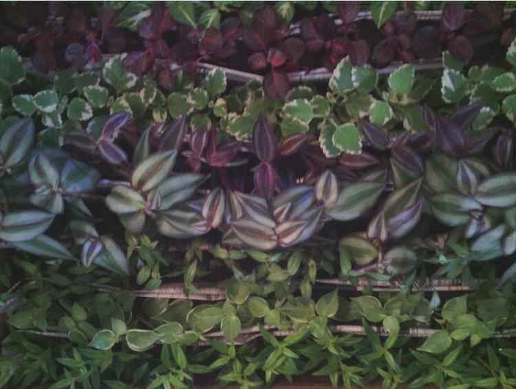 2" Pilea Assortment